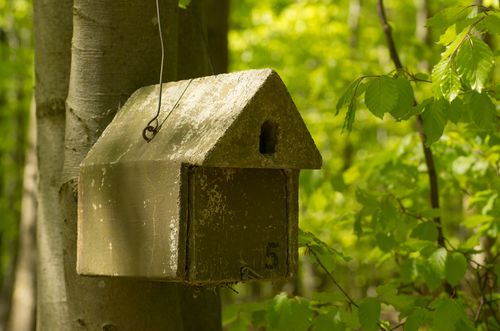 Projekt Brutverluste höhlenbrütender Singvögel durch Siebenschläfer