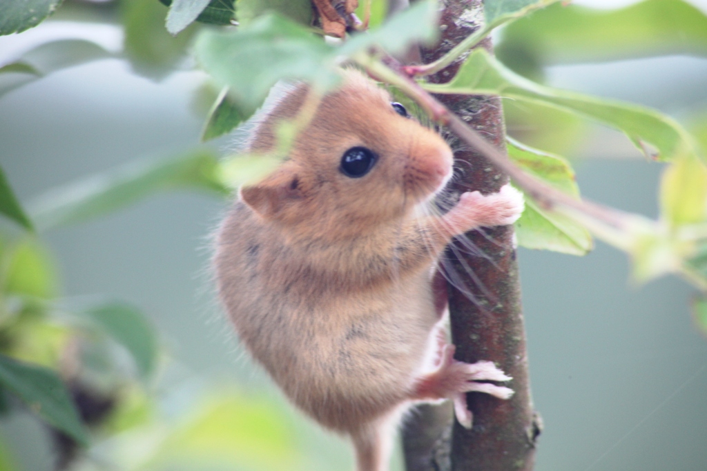 Haselmaus an einem Ast