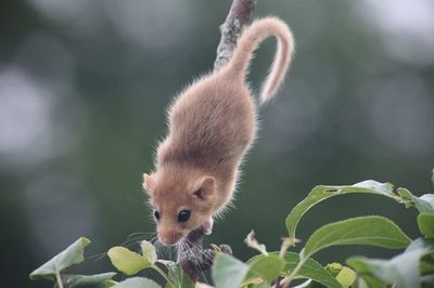 Eine Haselmaus mit typisch buschigem Schwanz