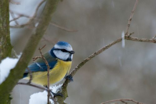 Blaumeise im Schnee