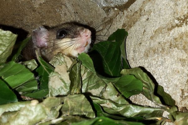 Siebenschläfer im Nestkasten mit Blätternest