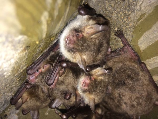 Fledermäuse ziehen sich in die Winerquartiere zurück