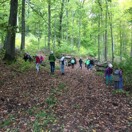 Spurensuche im Wald, was wird aus den Blättern?