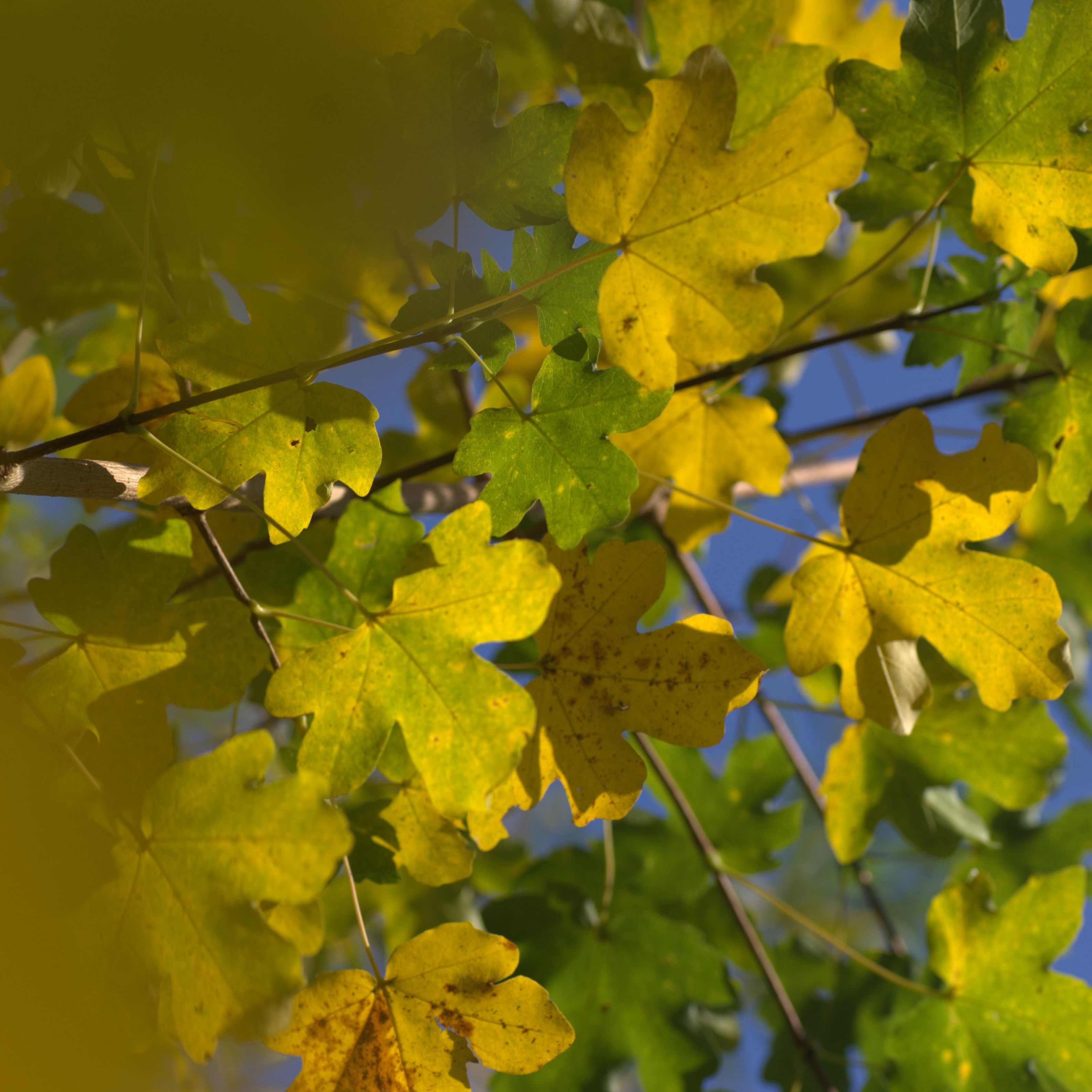 Blätter mit Herbstfärbung