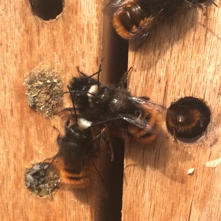 Junge Mauerbienen