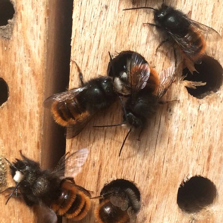 Männliche Mauerbienen schlüpfen