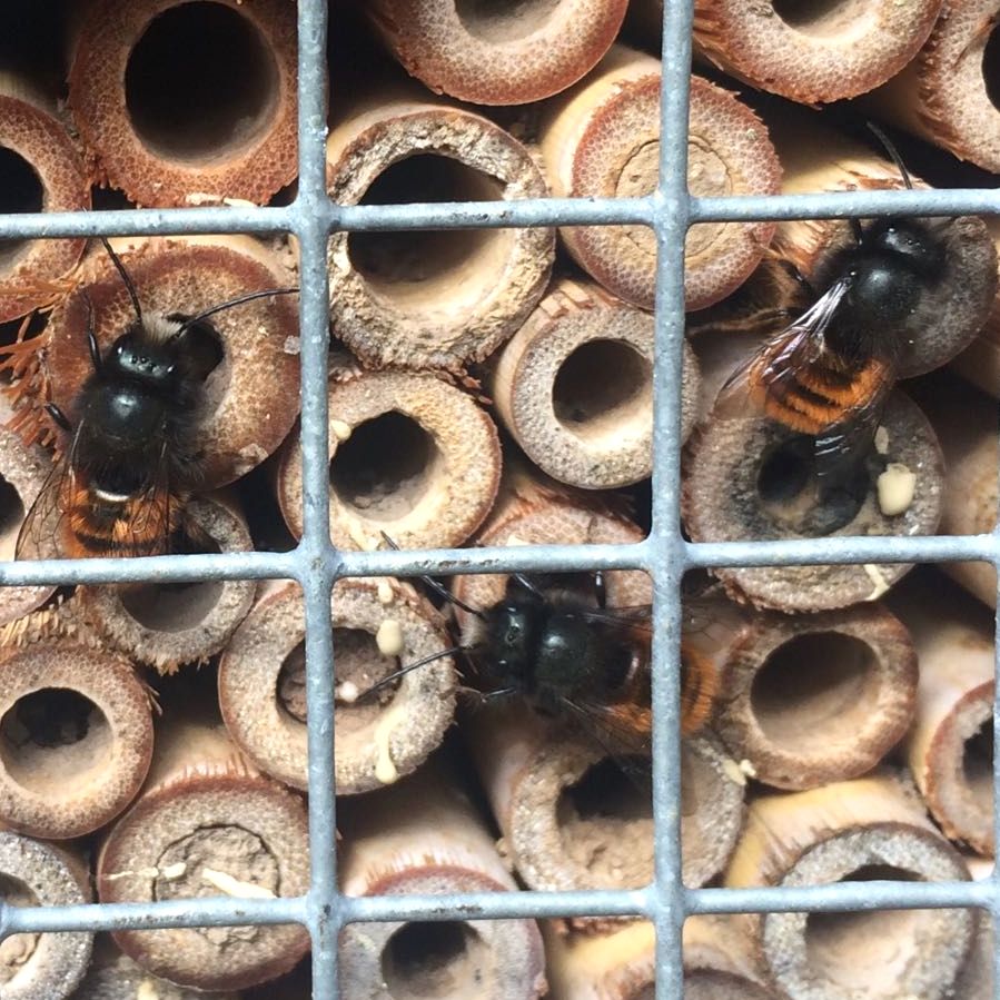 Mauerbienen, Frühlingsboten am Insektenhotel