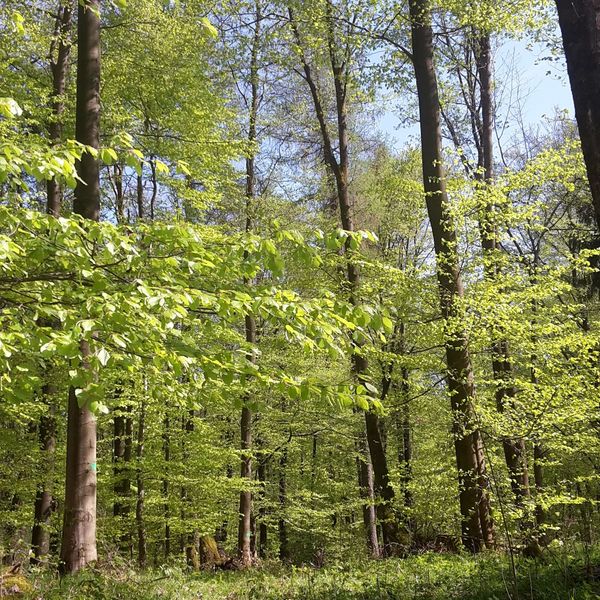 Buchenwald im Fruehjahr