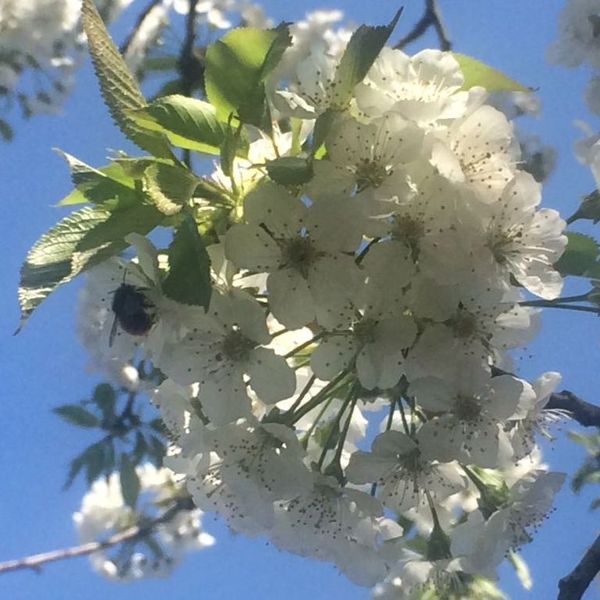 Kirschblüten