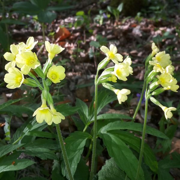 Schlüsselblume