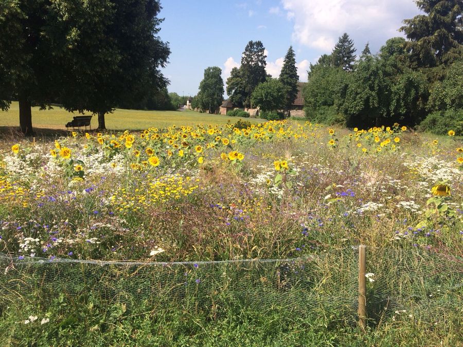 Insektenfreundlicher Blühstreifen auf den Schlüchterner Mauerwiesen