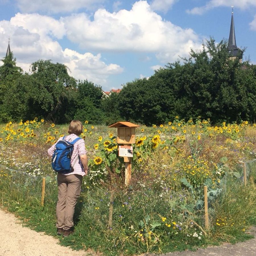 Praktikantin am Blühstreifen