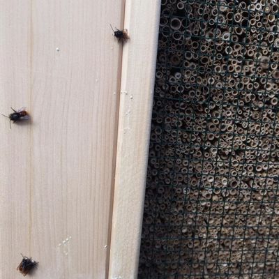 Mauerbienen am BeeMobil