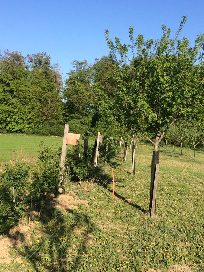 Heckenpflanzen und Nistkästen auf der Streuobstwiese