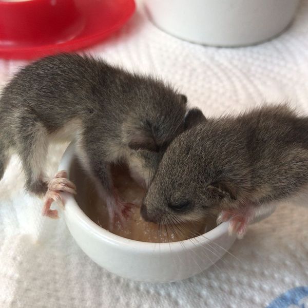 erste selbstständige Mahlzeit