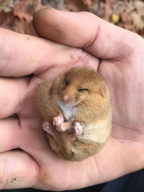 Haselmaus in der Hand