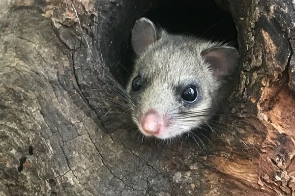 Siebenschläfer guckt aus Astloch