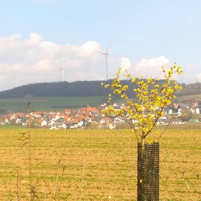 Erste Heckenpflanzen sprießen