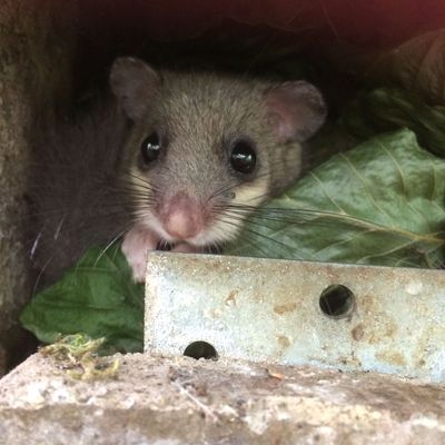 Früher Siebenschläfer im Nistkasten