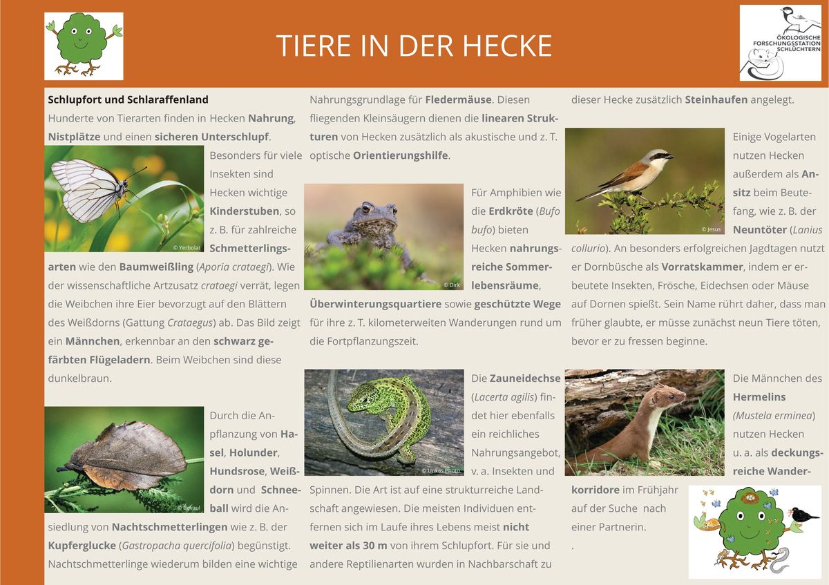 Tafel des Heckenwelten-Naturerlebnispfades, Tiere auf der Streuobstwiese