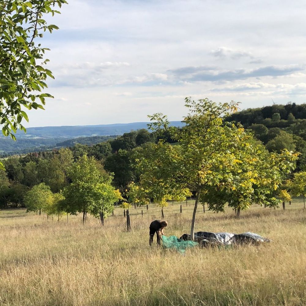 Bäume werden auf Planen geschüttelt