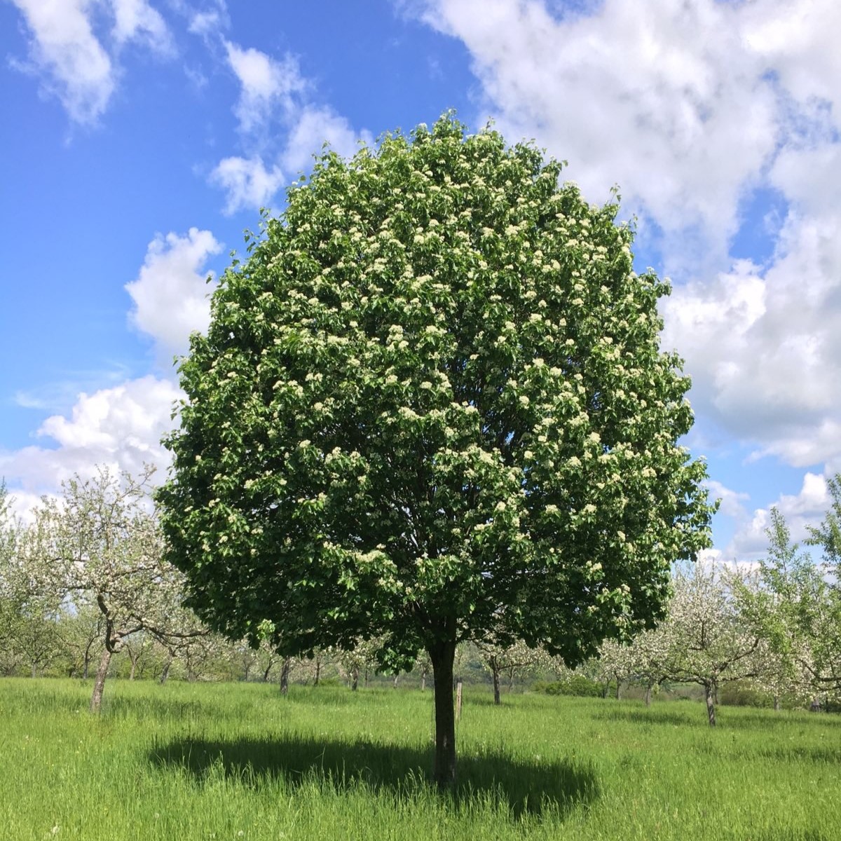 Impressionen von der Streuobstwiese