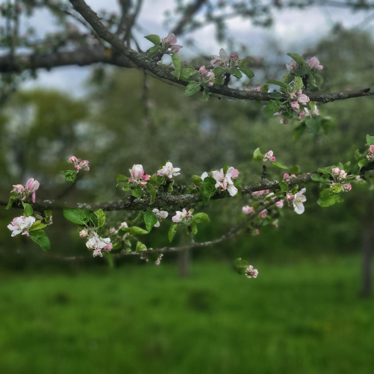 Impressionen von der Streuobstwiese