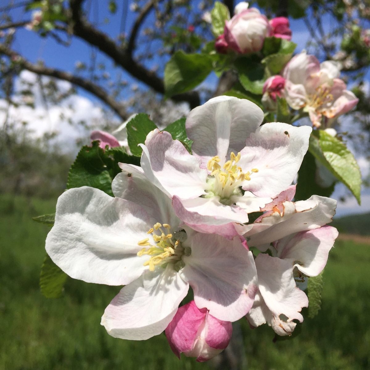 Impressionen von der Streuobstwiese