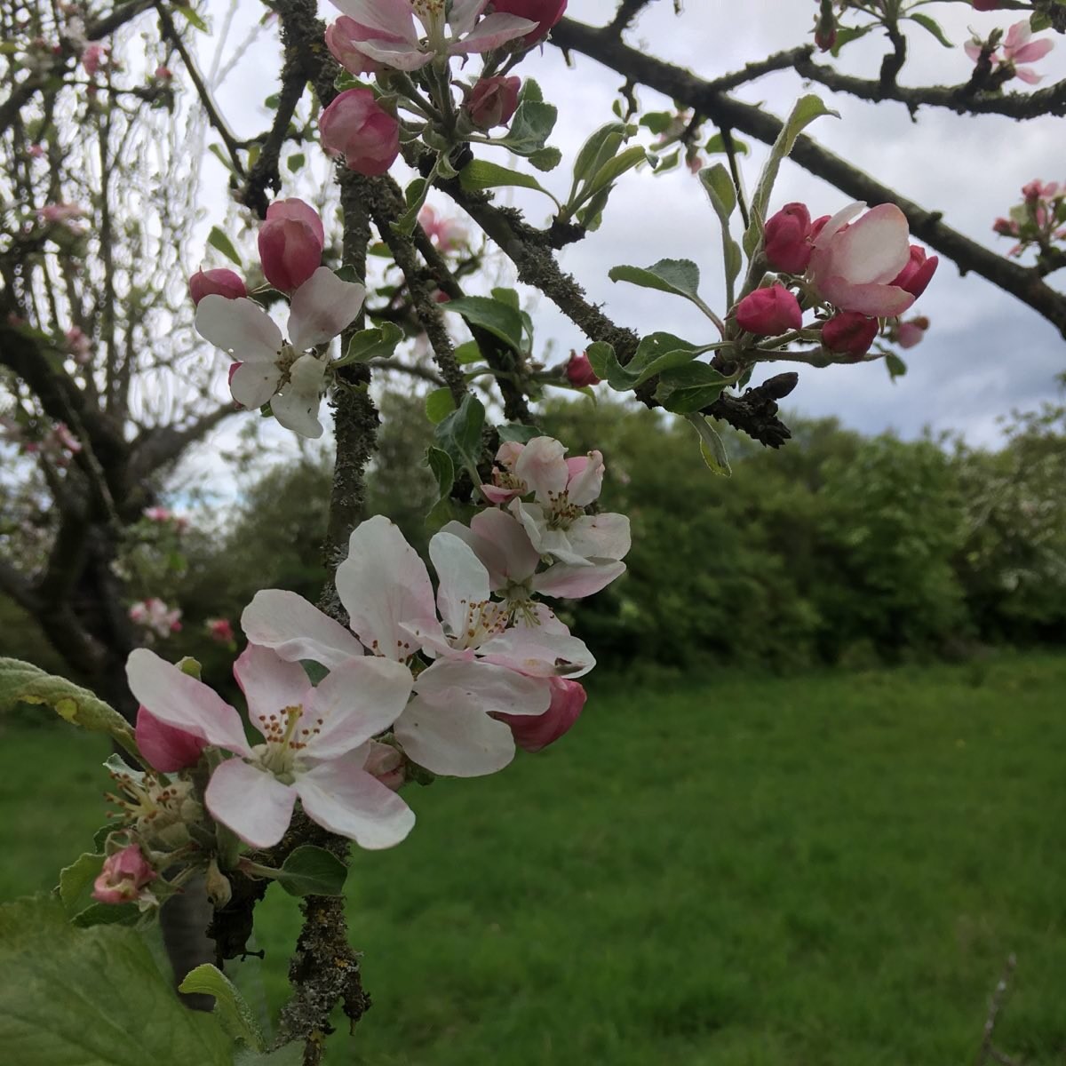Impressionen von der Streuobstwiese