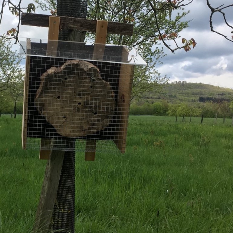 Impressionen von der Streuobstwiese
