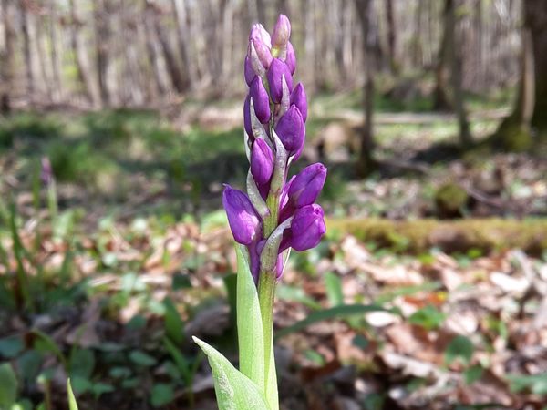 blühende Orchidee