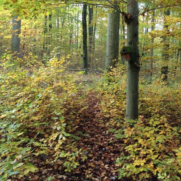 Nistkasten im Herbstwald