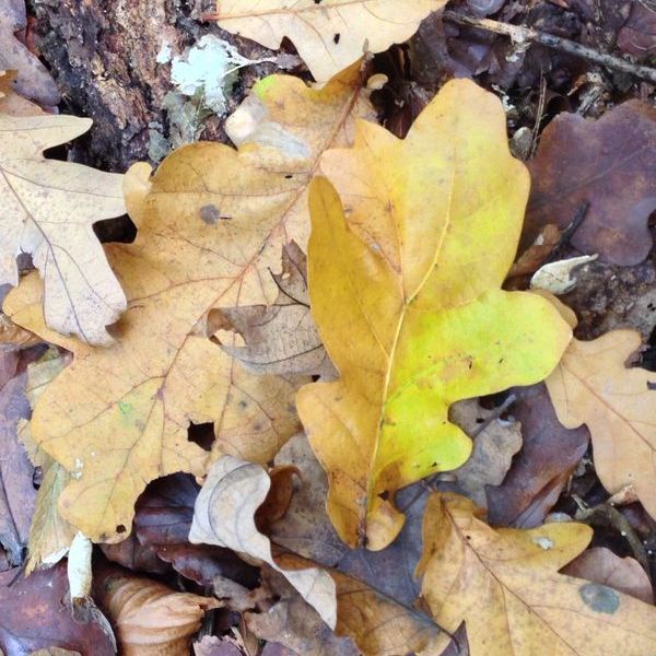 Herbstblätter Eiche