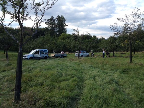 Apfelernte auf der Streuobstwiese