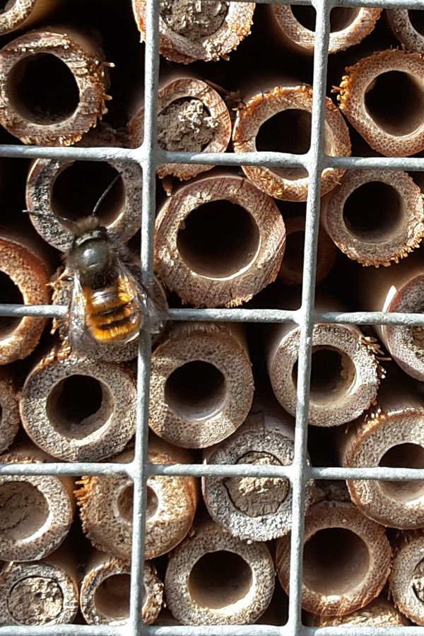 erste Mauerbienen am Insektenhotel