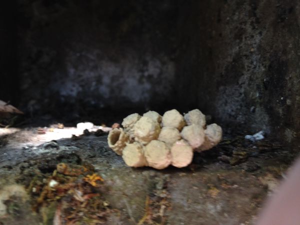 Nest einer solitären Biene im Nistkasten