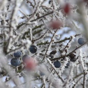 Wintereinbruch auf den Streuobstwiesen