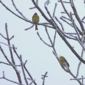 Wintereinbruch auf den Streuobstwiesen