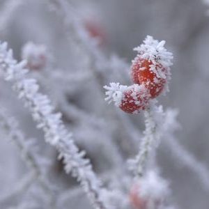 Wintereinbruch auf den Streuobstwiesen