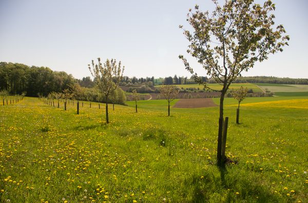 aktiver Naturschutz an der ÖFS: Streuobstwiesenpflege