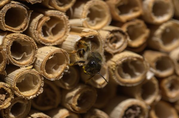 Beobachtungsmöglichkeiten am Insektenhotel