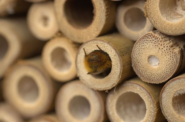 Beobachtungsmöglichkeiten am Insektenhotel