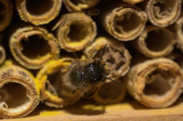 Solitäre Insekten beim Anlegen der Brutkammer