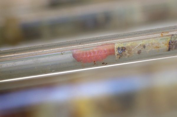 Plexiglasröhrchen einer Insektennisthilfe