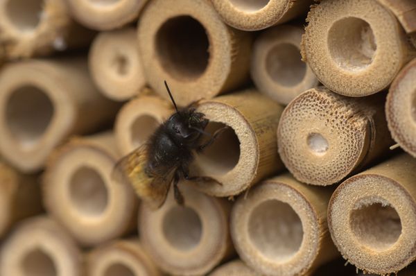 Beobachtungsmöglichkeiten am Insektenhotel