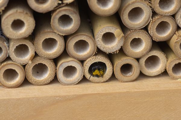 Betrieb am Insektenhotel