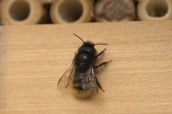 Betrieb am Insektenhotel