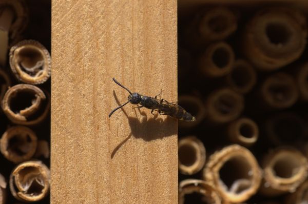 Betrieb am Insektenhotel