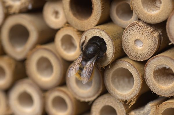 Betrieb am Insektenhotel