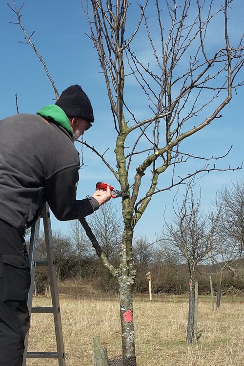 Obstbaum wird geschnitten